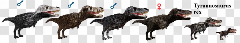 Utahraptor Allosaurus Guanlong Gigantoraptor Carcharodontosaurus - T Rex Transparent PNG