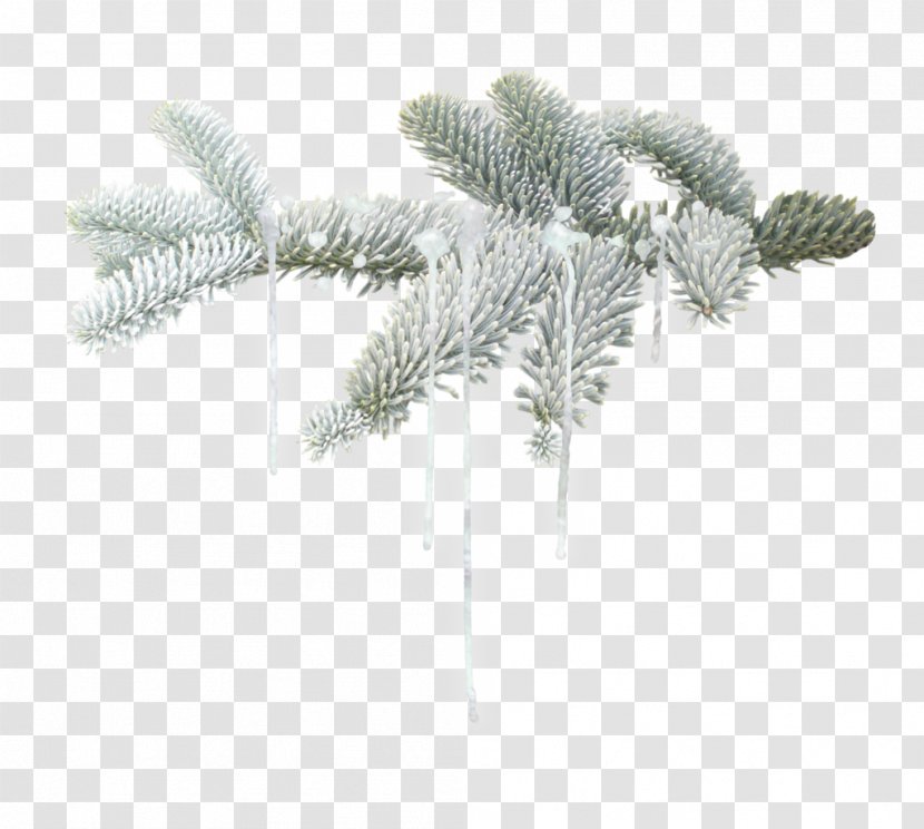 Fir Winter Tree Christmas - Plant Transparent PNG