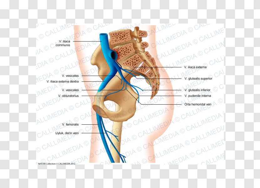 Vein Pelvis Anatomy Superior Gluteal Artery Thumb - Watercolor - Polish Transparent PNG