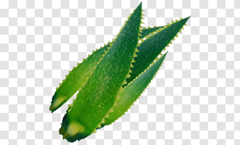 Jugo De Aloe Vera Medicinal Plants Herb - An Transparent PNG
