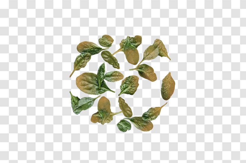 Leaf Herbalism - Herb Transparent PNG