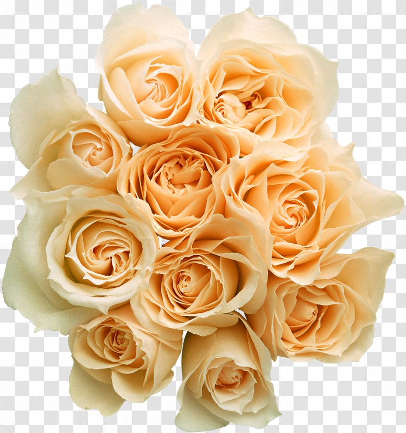 Flower Bouquet Garden Roses - Petal - Rose Transparent PNG