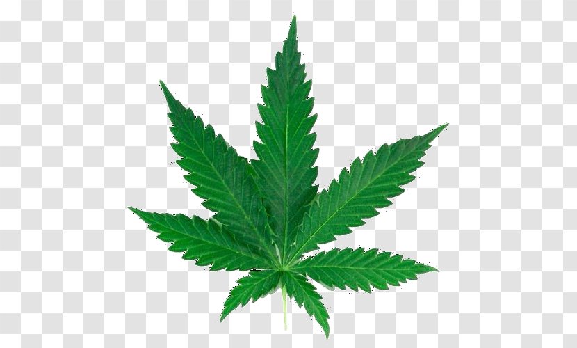 Medical Cannabis Sativa Leaf Joint Transparent PNG