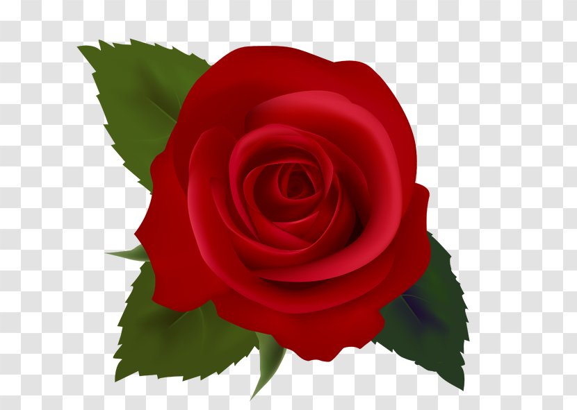Rose Red Clip Art - Rosa Centifolia Transparent PNG