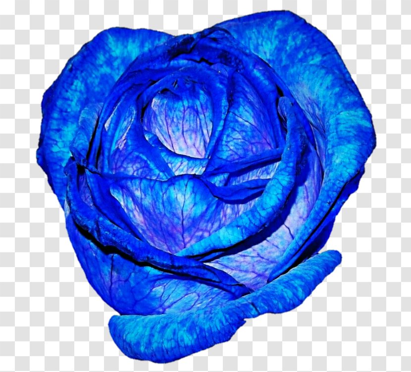 Blue Rose Garden Roses Purple Centifolia Transparent PNG