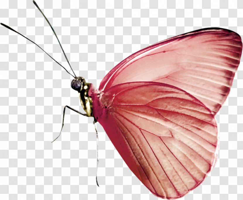 Butterfly Insect Green - Invertebrate Transparent PNG