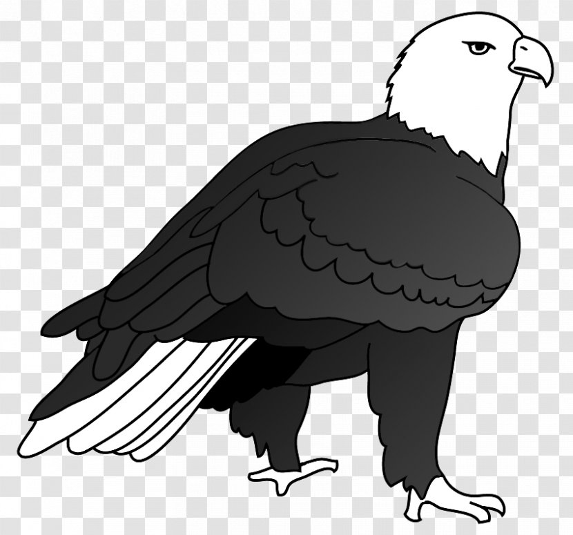 Bald Eagle Bird Drawing - Of Prey Transparent PNG