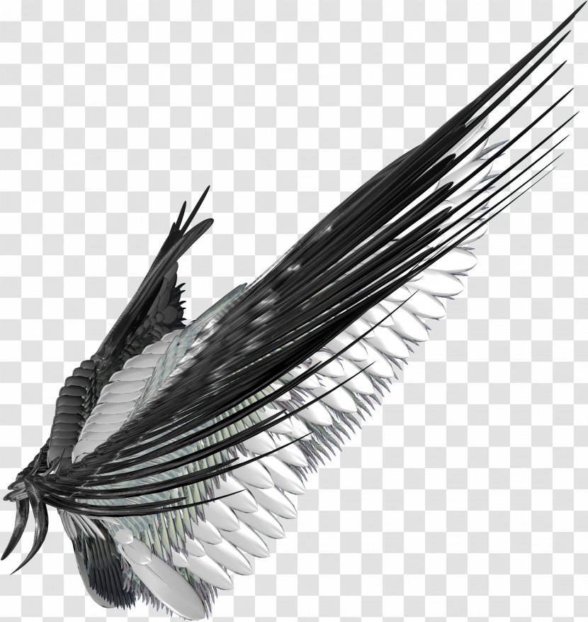 Digital Image Clip Art - Wing - Feather Transparent PNG