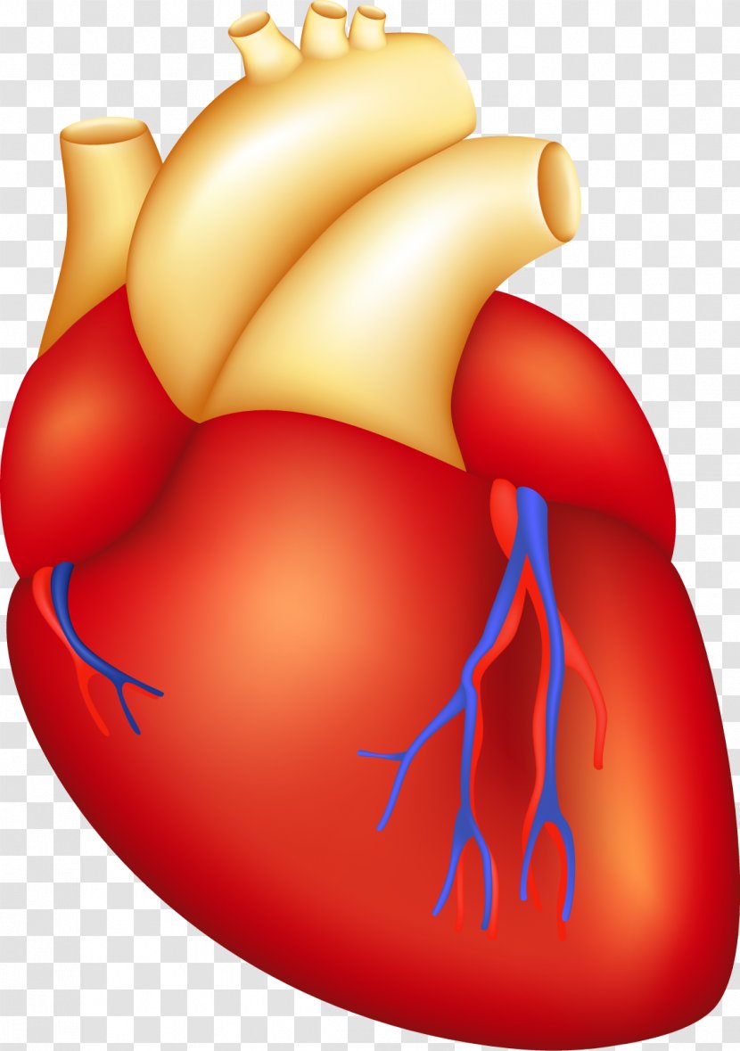 Havasu Cardiac Surgery: Pankaj Kulshrestha MD Baby Flashcards Flash Cards Child Cardiothoracic Surgery - Silhouette - Human Heart Transparent PNG