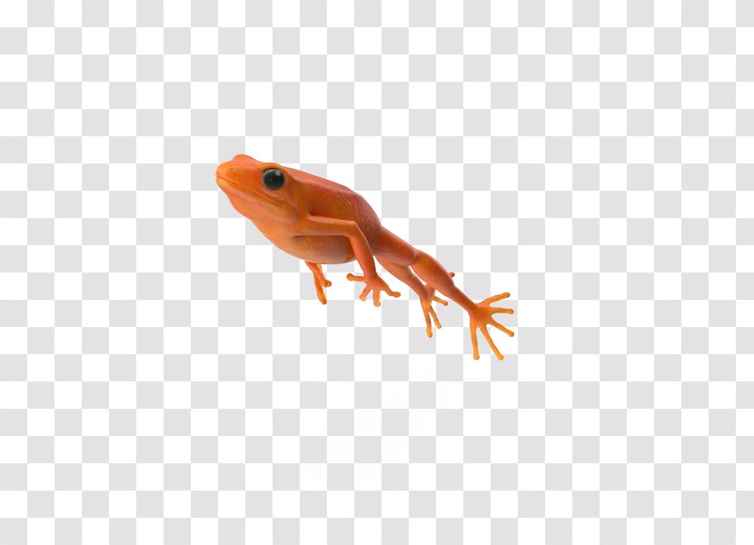Frog Jumping Contest Salamander - Amphibian - Orange Jump Transparent PNG