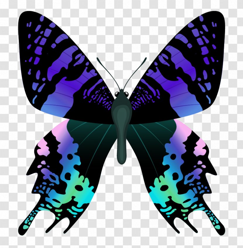 Butterfly Nymphalidae Papilio Protenor Bianor Chrysiridia Rhipheus - Insect - Clipart Image Transparent PNG
