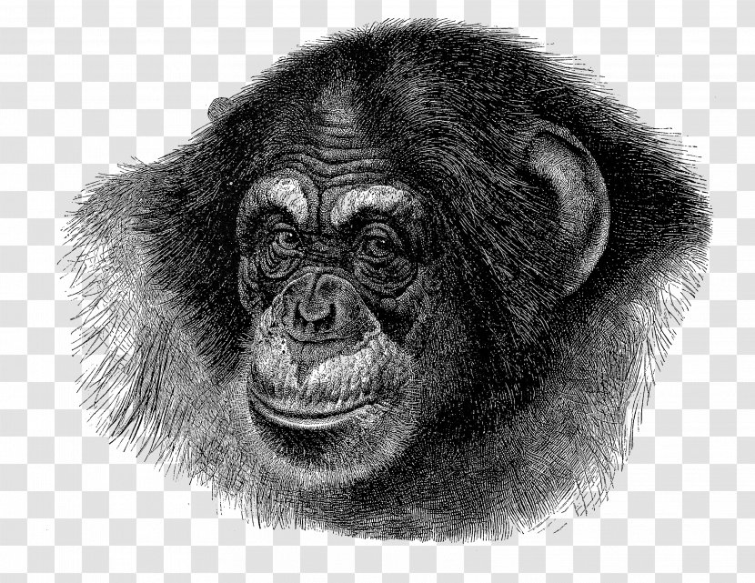 Chimpanzee Ape Vector Graphics Gorilla Illustration - Volume In Art Transparent PNG