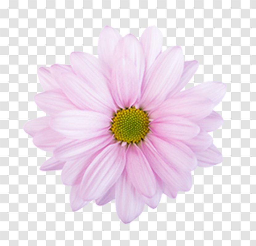 Stock Photography Flower - Istock Transparent PNG