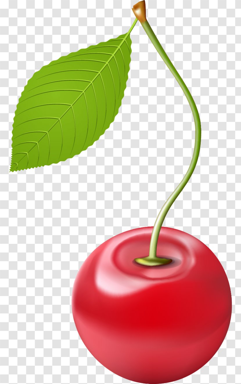 Drawing Cherry Concordia Lutheran School - Stock Photography Transparent PNG