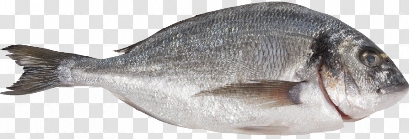 Bony Fishes Porgies Gilt-head Bream - Fish Products Transparent PNG