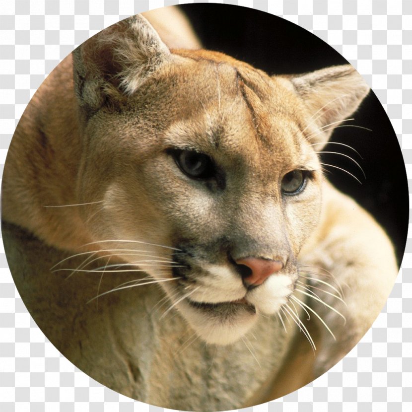 Cougar Lion Big Cat Panther - Terrestrial Animal Transparent PNG