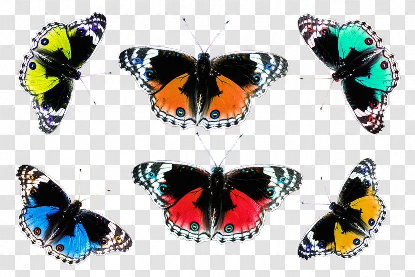 Brush-footed Butterflies Butterfly Insect - Drawing Transparent PNG