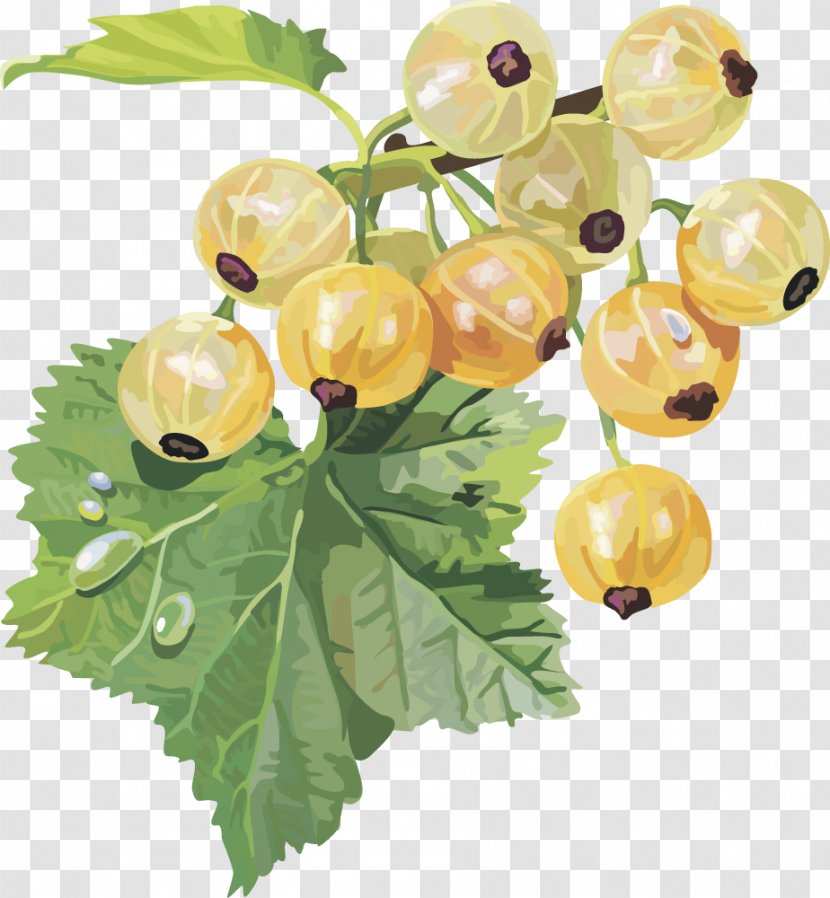Gooseberry Frutti Di Bosco Redcurrant Blackcurrant White Currant - Vector Lantern Fruit Transparent PNG