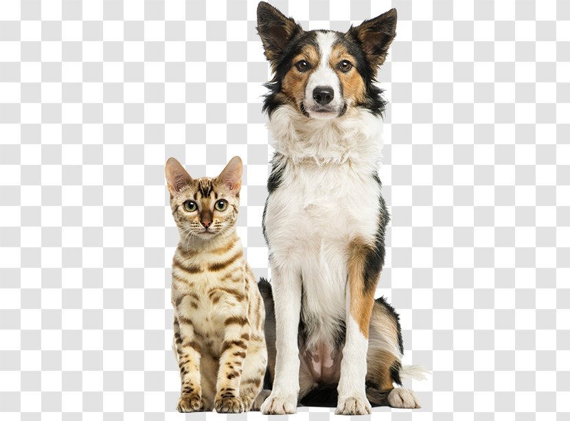 Border Collie Rough Armadale Farm Kennel Veterinarian Cat - Dogs And Cats Transparent PNG