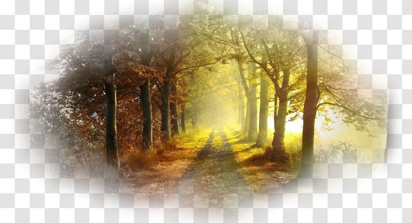 Forest Sunlight Desktop Wallpaper 1080p - Mobile Phones Transparent PNG
