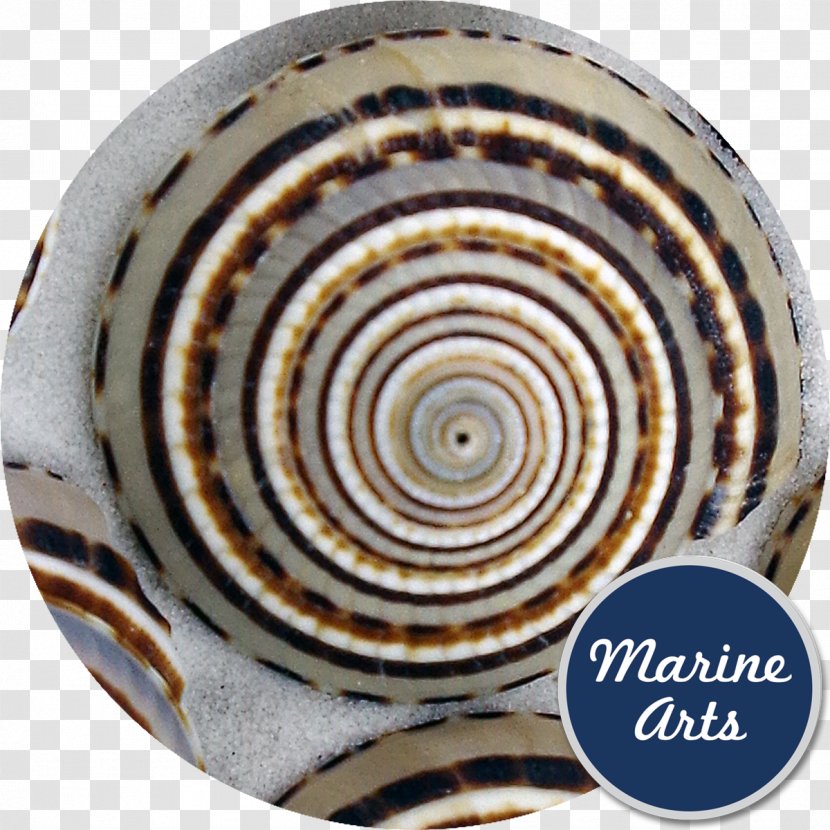 Sea Snail Seashell Gastropods Conchology - Seashells Transparent PNG