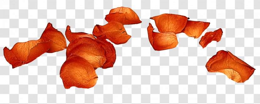 Petal Flower Material - Concepteur - Creative Petals Fluttering Falling Transparent PNG