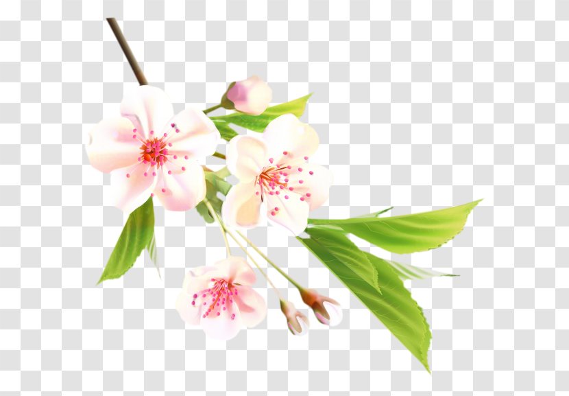 Vector Graphics Cherry Blossom Image - Plant Transparent PNG