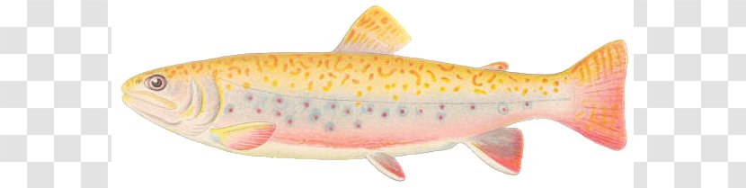 Salmon Brook Trout Clip Art - Cliparts Transparent PNG