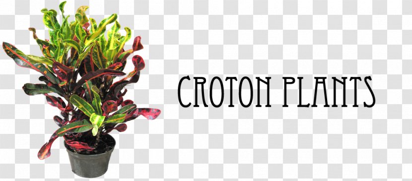Garden Croton Houseplant Crotons - Codiaeum - Pepper Plant Transparent PNG