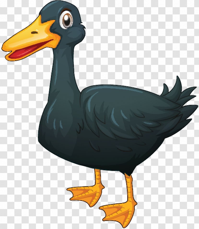 Duck Illustration Vector Graphics Royalty-free Stock Photography - Can Photo Transparent PNG
