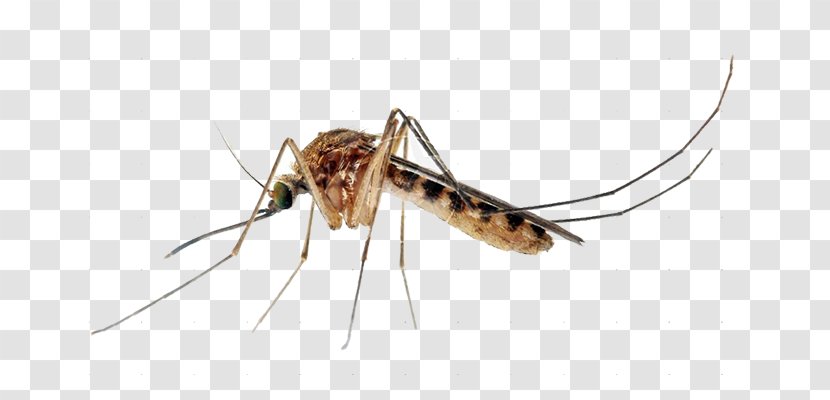 Insect Culex Quinquefasciatus Aedes Albopictus Yellow Fever Mosquito Control - Pipiens Transparent PNG