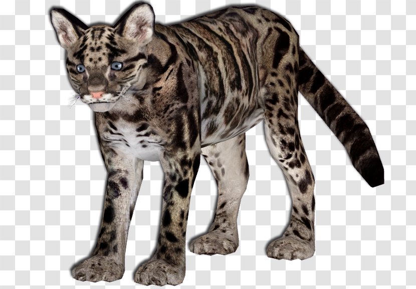 California Spangled Zoo Tycoon 2 Leopard Ocelot Felidae - Clouded - Leopards Transparent PNG