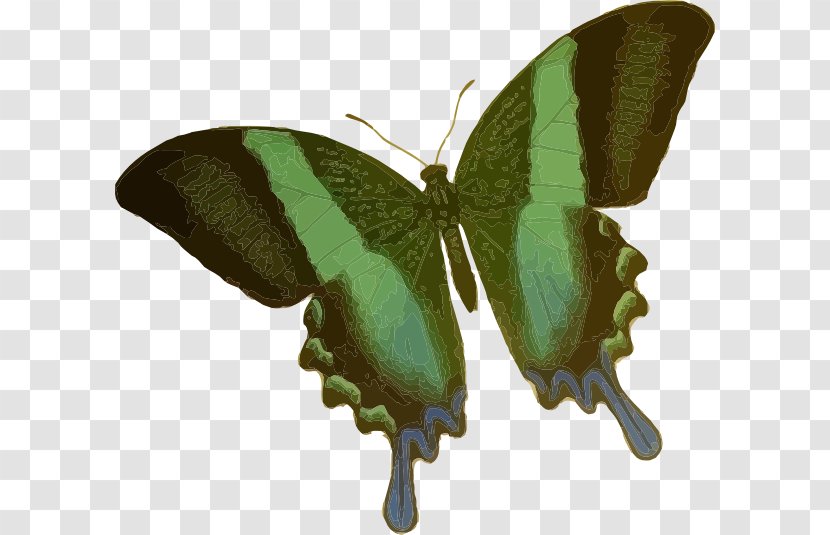 Butterfly Green Clip Art - Arthropod Transparent PNG