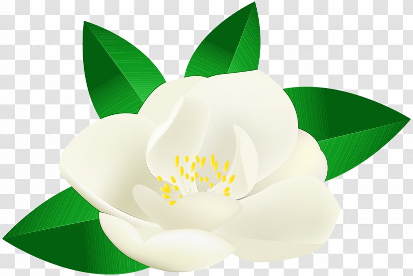 White Flower Petal Plant Flowering - Mock Orange Magnolia Family Transparent PNG