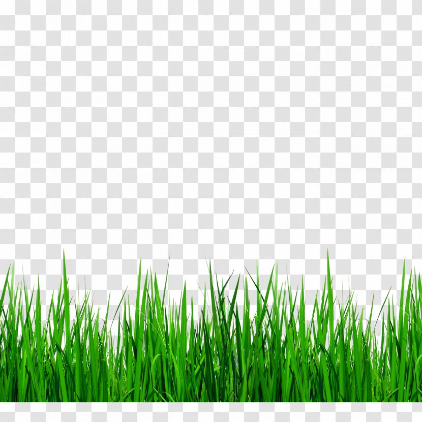 Download Grasses Clip Art - Meadow - Green Grass Border Details Transparent PNG