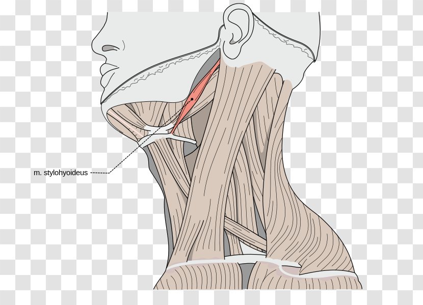 Sternocleidomastoid Muscle Omohyoid Human Body Muscular System - Silhouette - Thyroid Cartilage Transparent PNG