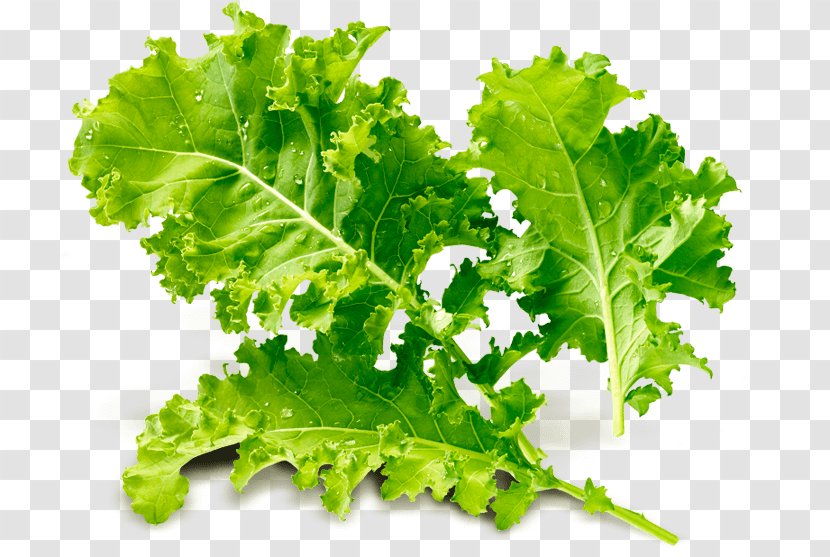 Romaine Lettuce Spring Greens Collard Kale Rapini - Leaf Transparent PNG