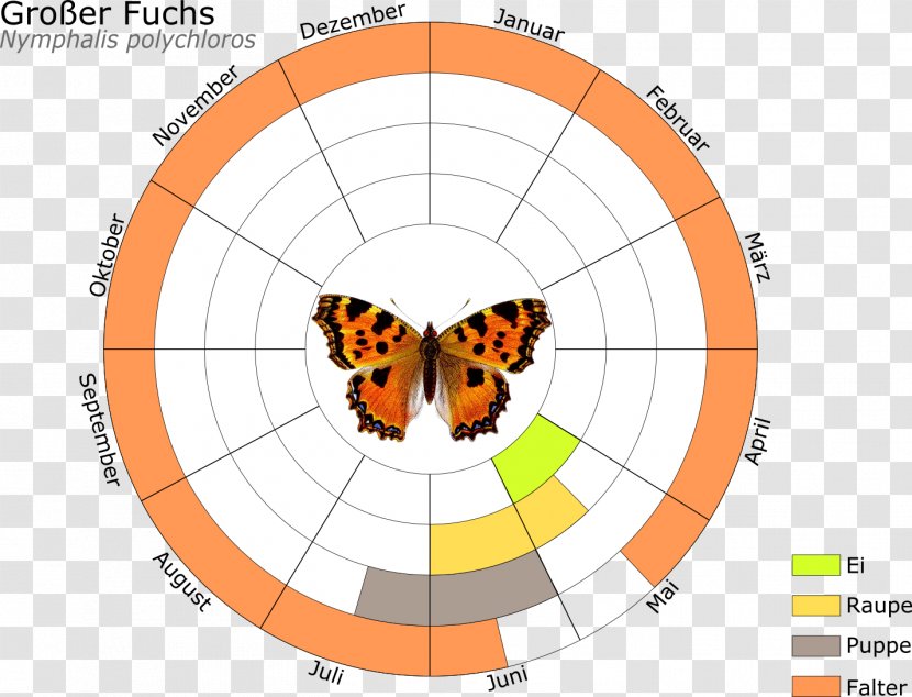 Monarch Butterfly Butterflies And Moths Insect Large Tortoiseshell Schmetterling Des Jahres - Search Appliance Transparent PNG