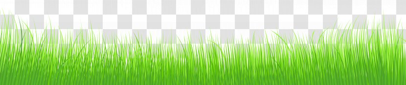 Wheatgrass Green Leaf Plant Stem Wallpaper - Cliparts Grass Border Transparent PNG