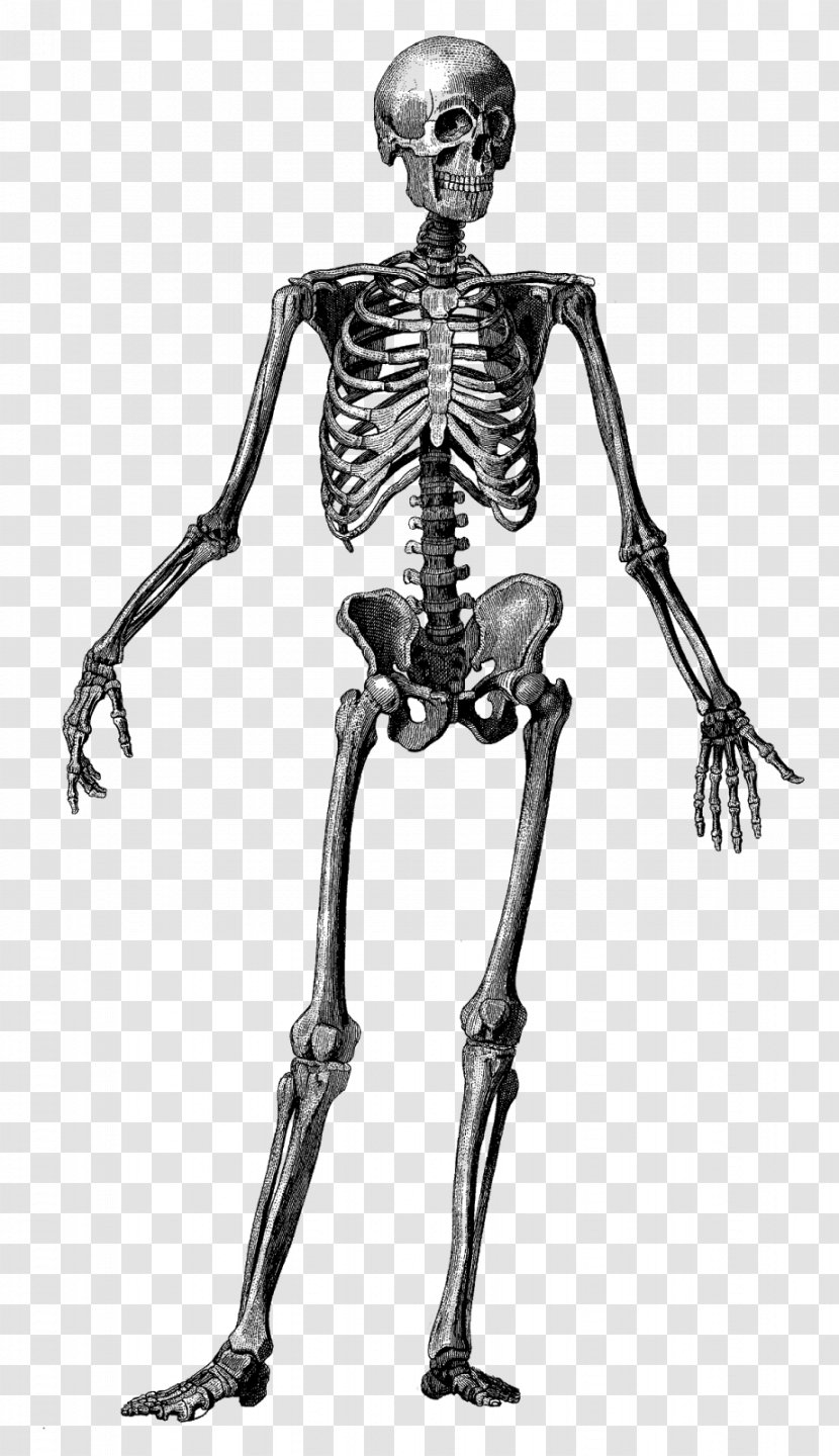Human Skeleton Body Anatomy Bone - Figure Drawing Transparent PNG