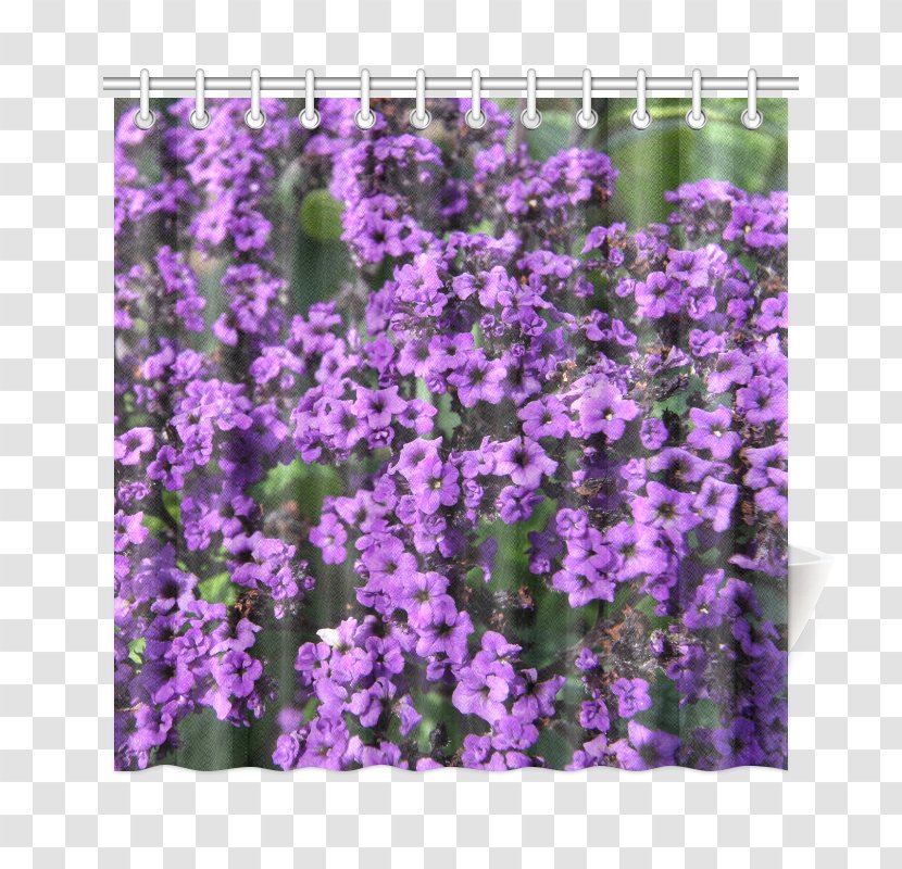 English Lavender Violet Purple Canvas Print Вербена М - билкова аптекаPurple Flowers Design Transparent PNG