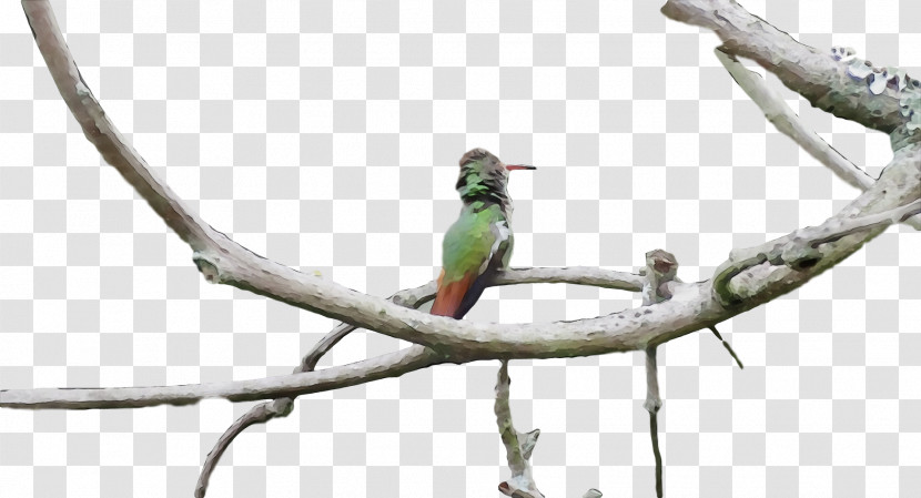 Bird Branch Beak Coraciiformes Parakeet Transparent PNG