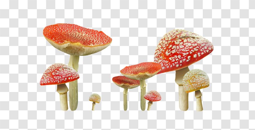 Edible Mushroom Autumn Fungus Common - Cartoon Small Ground Figure Transparent PNG