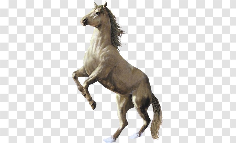 Arabian Horse Mustang Stallion Mare Foal - Mane - Indianer Transparent PNG