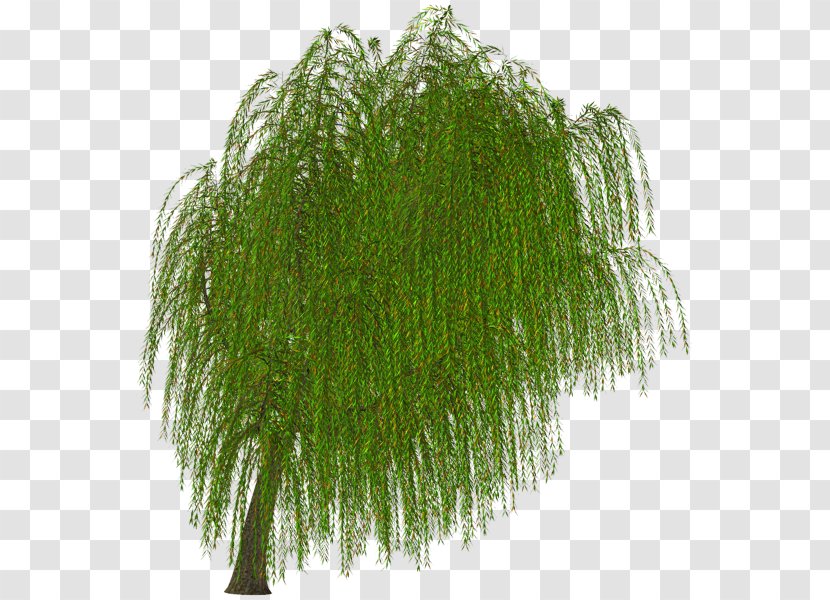 Vascular Plant Fern Branching - Grass Transparent PNG