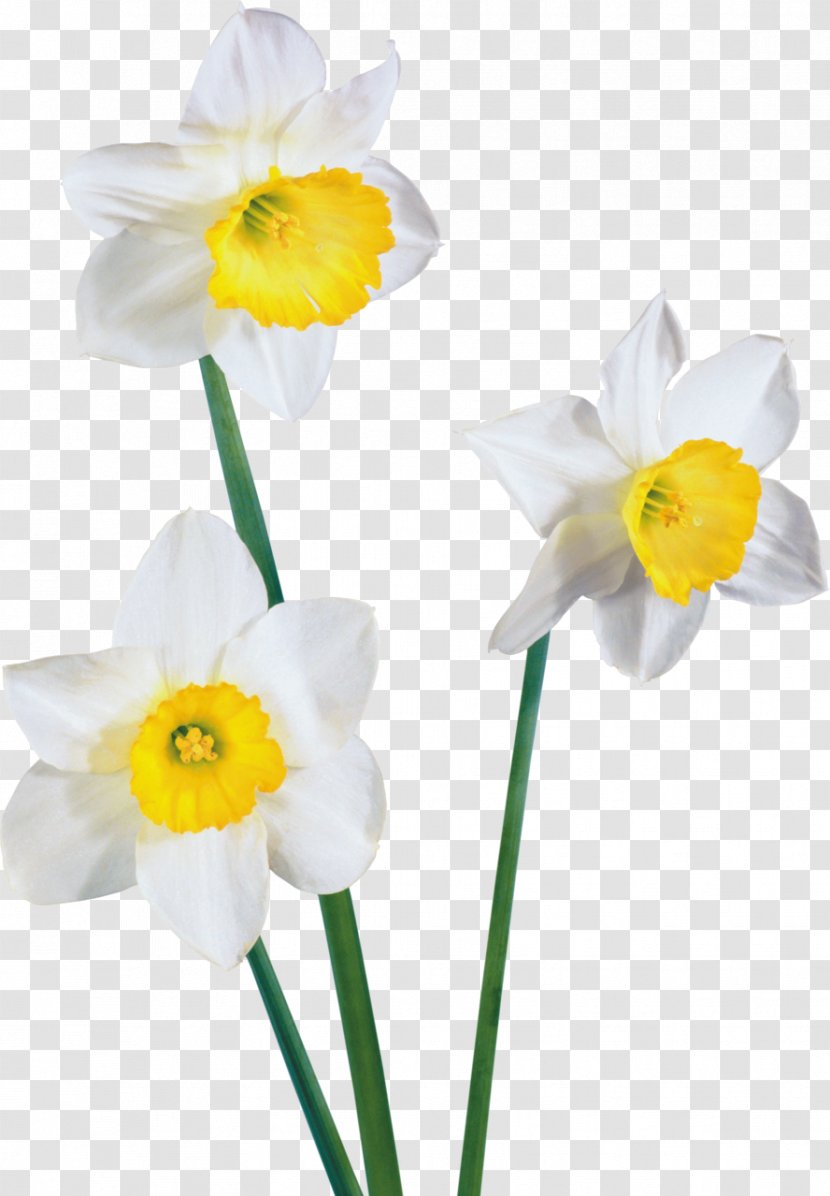 Watercolor: Flowers White - Watercolor - Crocus Transparent PNG