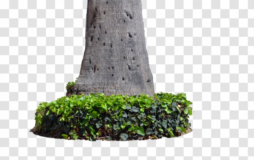 Trunk Tree Stump - Plants Transparent PNG