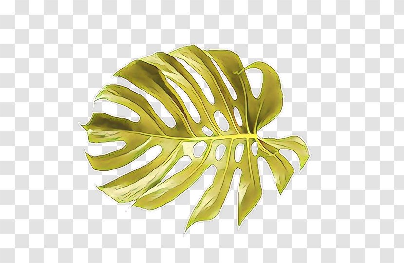 Monstera Deliciosa Green Leaf Yellow Plant - Flower Arum Family Transparent PNG