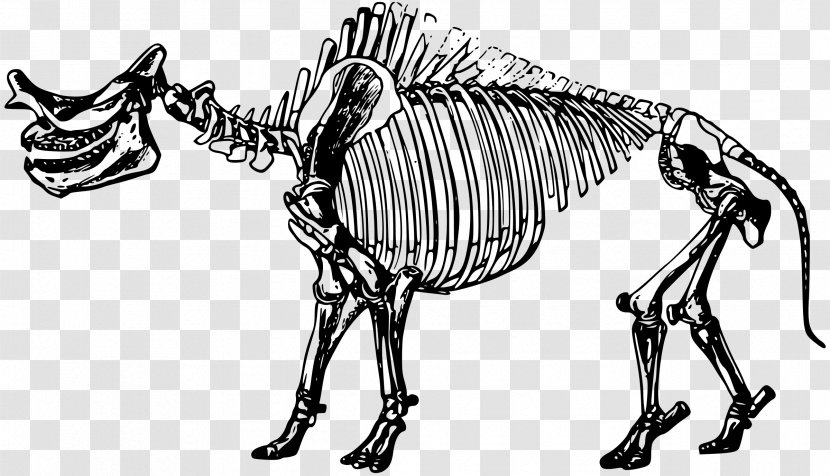 Fossil Fuel Worksheet Skeleton Petrifaction - Dog Like Mammal - Bones Transparent PNG