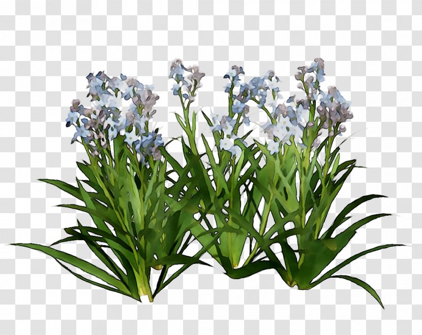 Hyacinth Download Shrub Design - Photography - Grass Transparent PNG